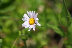 author not stated, no rights reserved Erigeron glacialis, photograph author not stated, no rights reserved