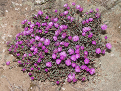 Antimima prolongata