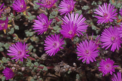 Antimima prolongata