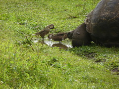 Anas bahamensis galapagensis