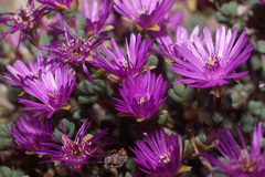 Antimima prolongata