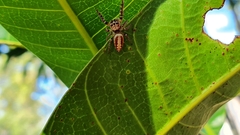 Opisthoncus alborufescens