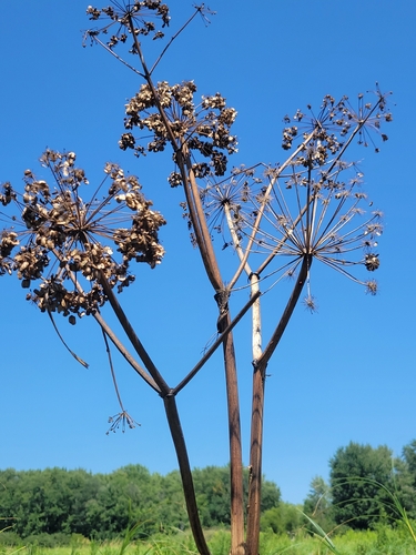 Angelica atropurpurea, photograph 6