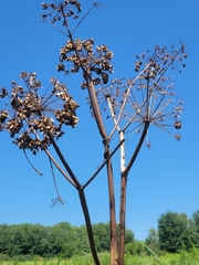 Angelica atropurpurea, photograph author not stated, no rights reserved