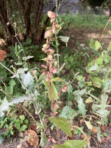 Atriplex hortensis