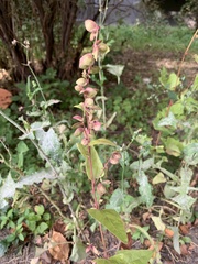 Atriplex hortensis