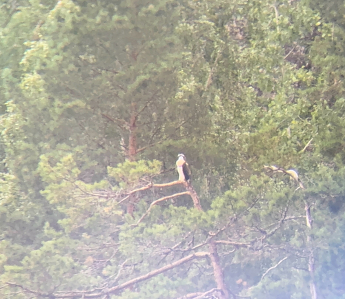 Osprey