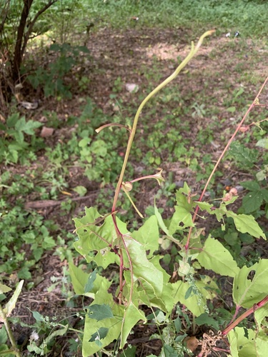 Atriplex hortensis, photograph 2