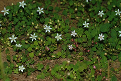 Crassula dentata