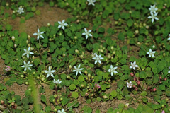 Crassula dentata