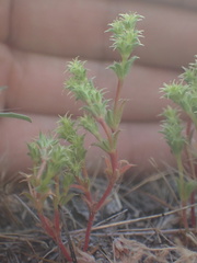 Lastarriaea coriacea