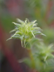 Lastarriaea coriacea