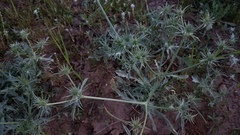 Eryngium castrense