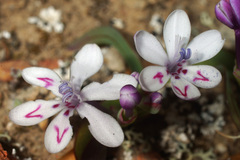 Codonorhiza falcata