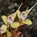 Ovalleaf Disa - Photo (c) Felix Riegel, some rights reserved (CC BY-NC), uploaded by Felix Riegel