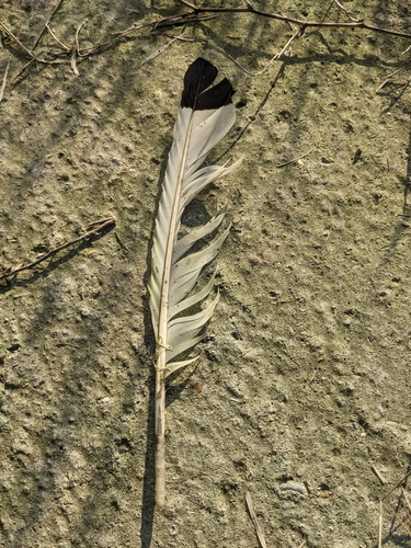 Plume de Ibis sacré