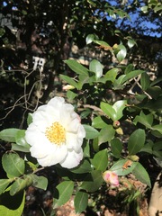 Camellia oleifera
