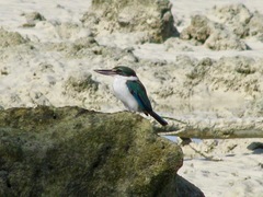 Todiramphus chloris davisoni