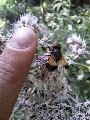 Gemeine Waldschwebfliege
