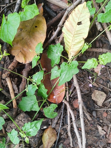 Commicarpus chinensis observed 2026-08-04