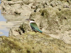 Todiramphus chloris davisoni