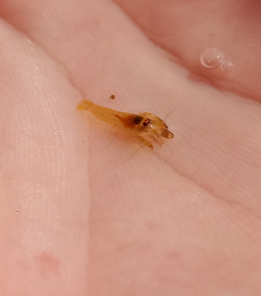 Synalpheus brevicarpus