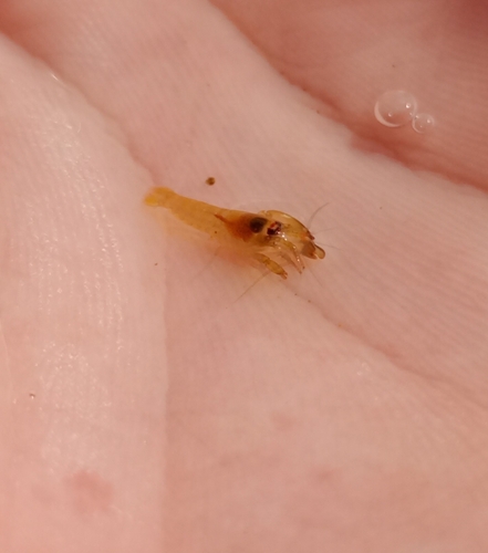 Synalpheus brevicarpus