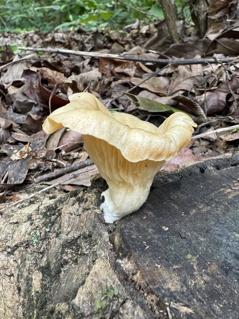 golden-gilled gerronema · August 2026 · photo: Photo: (c) Jacob Weston, some rights reserved (CC BY) · iNaturalist