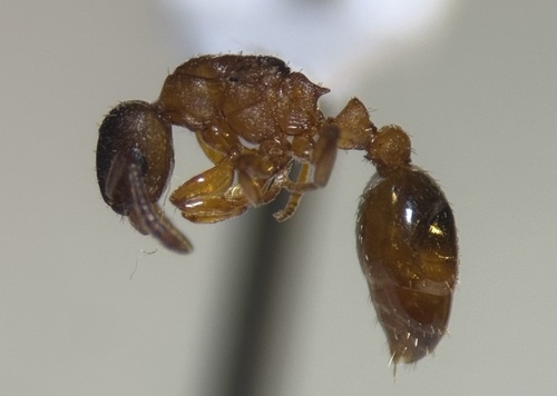 Leptothorax paraxenusLeptothorax paraxenus