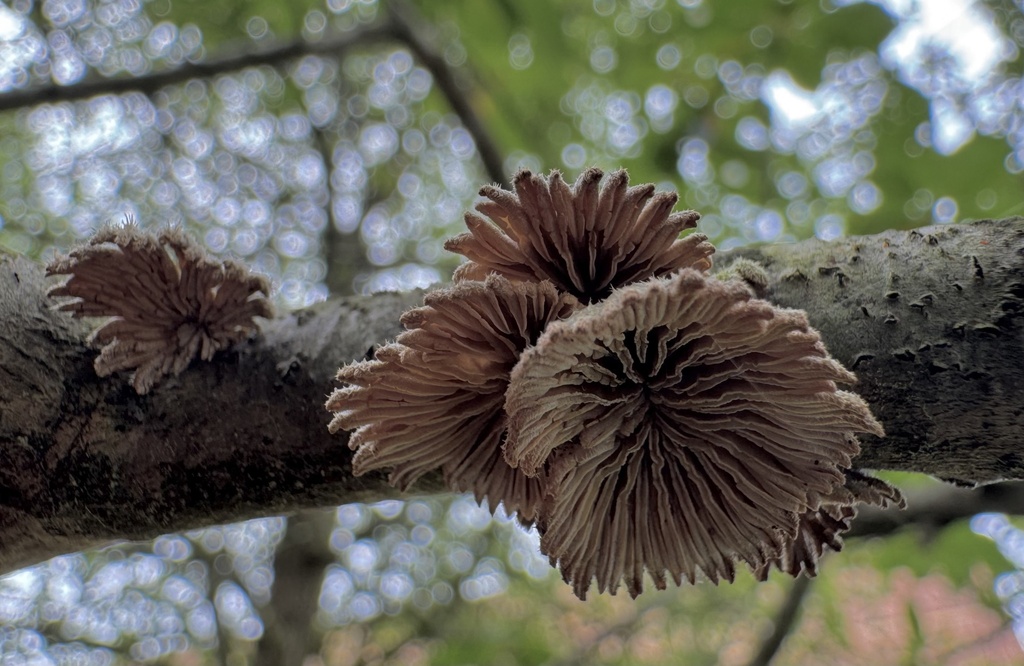 splitgill mushroom · August 2026 · photo: Photo: (c) Jacob Weston, some rights reserved (CC BY) · iNaturalist