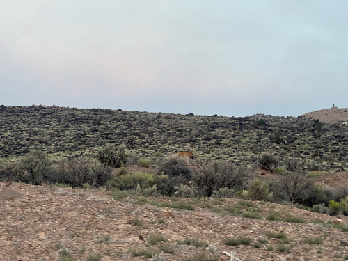 Mule Deer