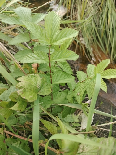 Meadowsweet