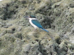 Todiramphus chloris davisoni