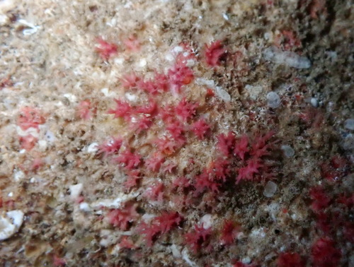 Miniacina miniacea observed 2026-08-01