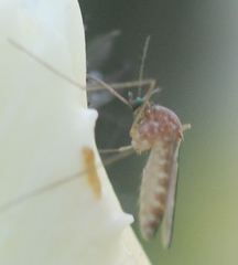 Culex quinquefasciatus
