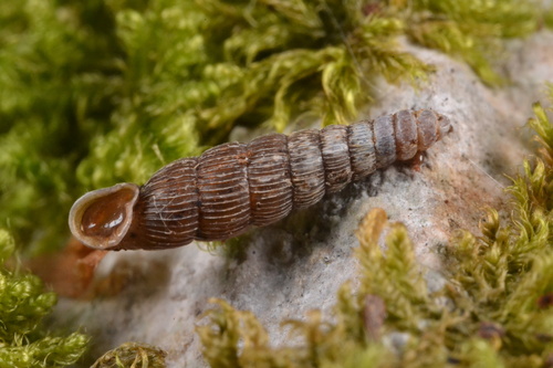 Ruthenica filograna observed 2026-07-19