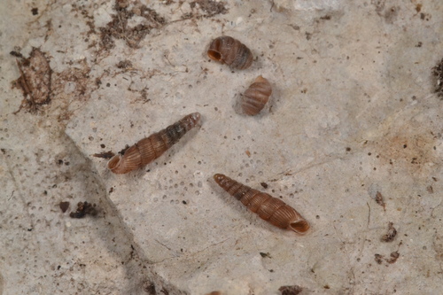 Ruthenica filograna observed 2026-07-19