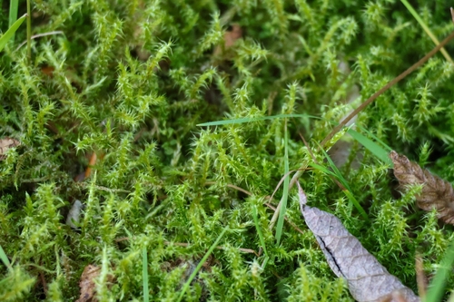 Square Gooseneck Moss