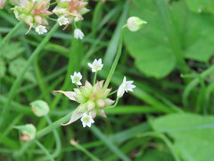 Allium canadense canadense