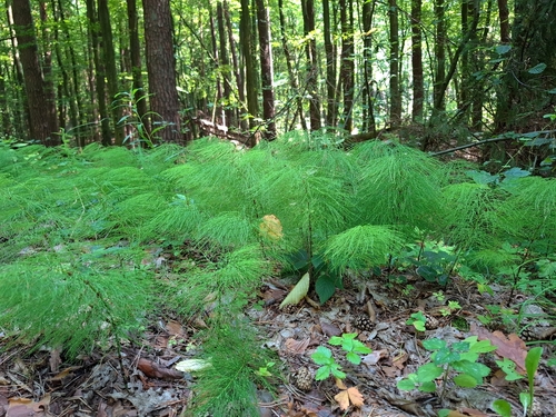 wood horsetail