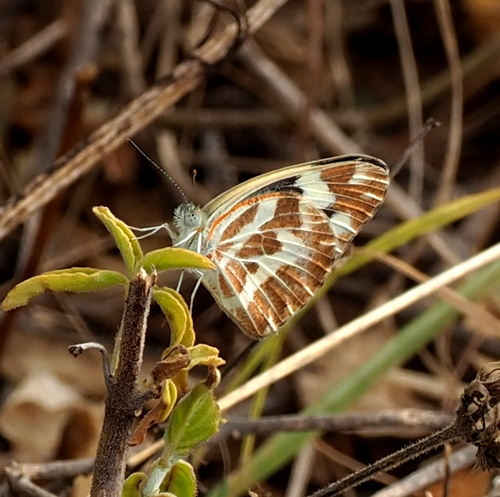Zebra White