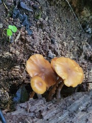Galerina patagonica