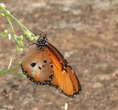 Dorippus Tiger