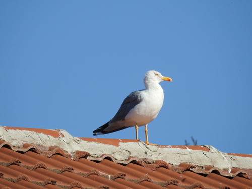 Mediterranean Yellow-legged Gull