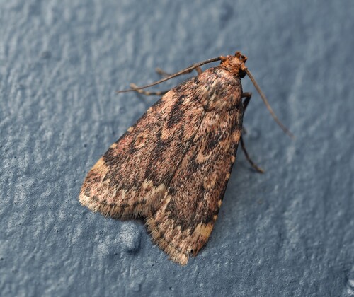 Grease Moth photo 3