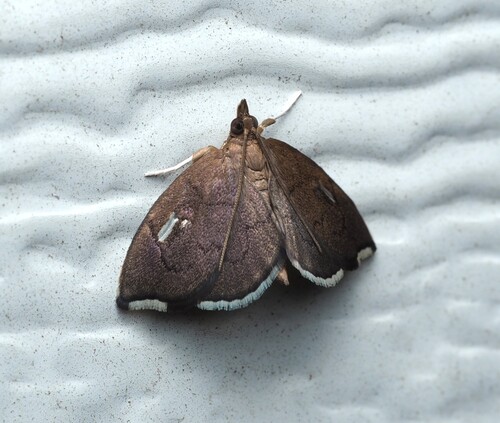 Titian Peale's Moth photo 5