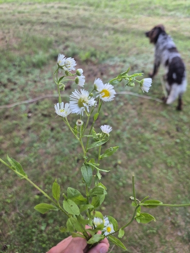 annual fleabane