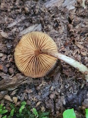 Galerina patagonica
