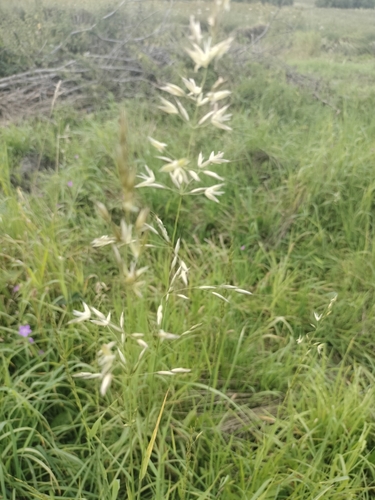 tall oat grass