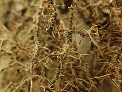 Biatoropsis usnearum